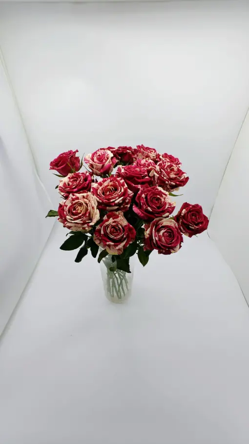 Δίχρωμο τριαντάφυλλο Αρλεκίνος 50cm Λουλούδια βάζου Ανθοπωλείο Δραγατάκη