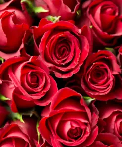 Τριαντάφυλλα Κόκκινα Ecuador 70cm