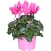 Κυκλάμινο δίχρωμο 45cm Dragatakis Flowers Marousi 3