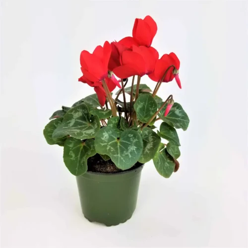 Κυκλάμινο κόκκινο 45cm